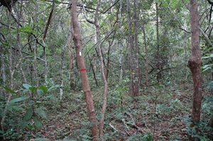 trees with tag and painted POM in Mbam Djerem National Park (photo: Simon Lewis 2007)